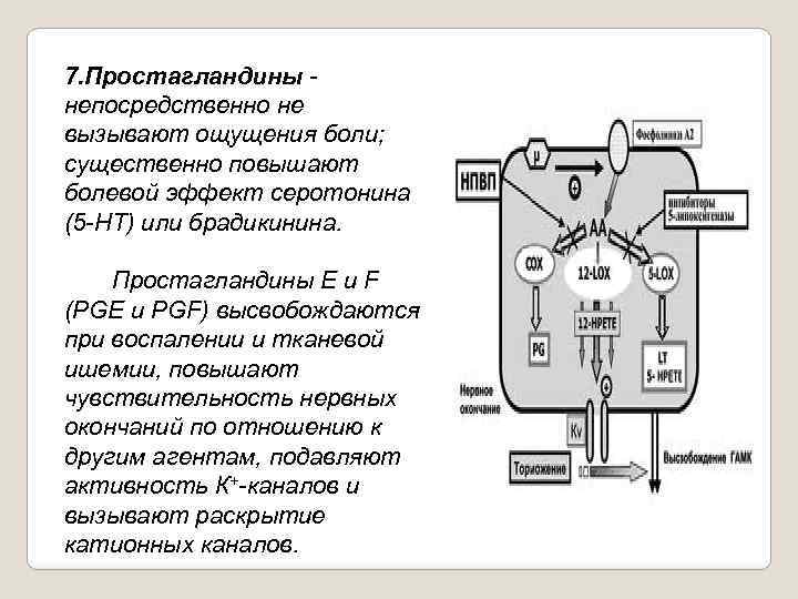 7. Простагландины непосредственно не вызывают ощущения боли; существенно повышают болевой эффект серотонина (5 НТ)