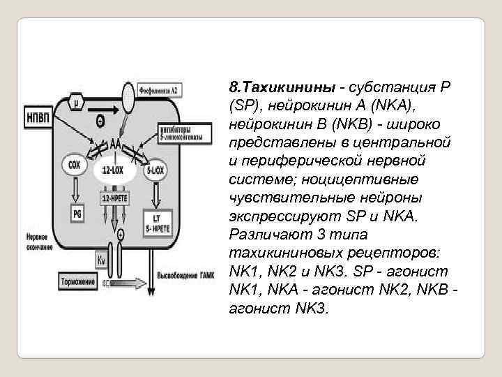 8. Тахикинины субстанция Р (SP), нейрокинин А (NKA), нейрокинин В (NKB) широко представлены в