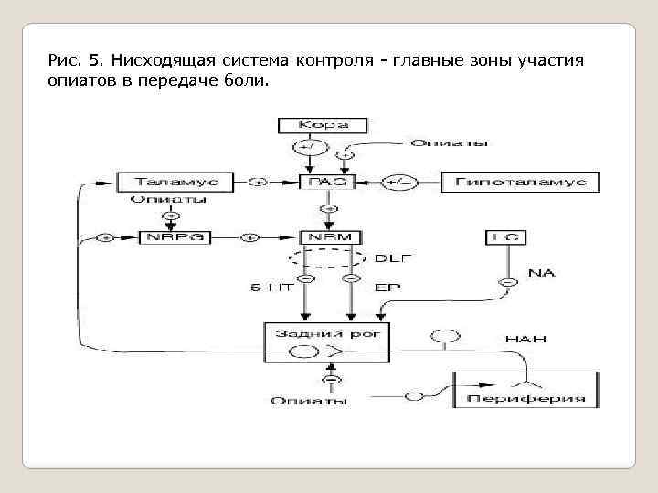 Схема антиноцицептивной системы