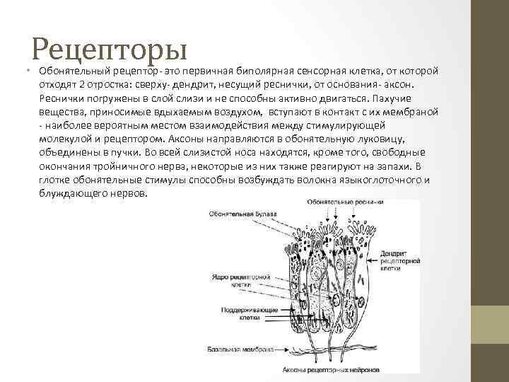 Рецепторы органа. Биполярные обонятельные клетки. Строение обонятельного рецептора. Обонятельные рецепторы представлены. Клеточное строение обонятельного рецептора.