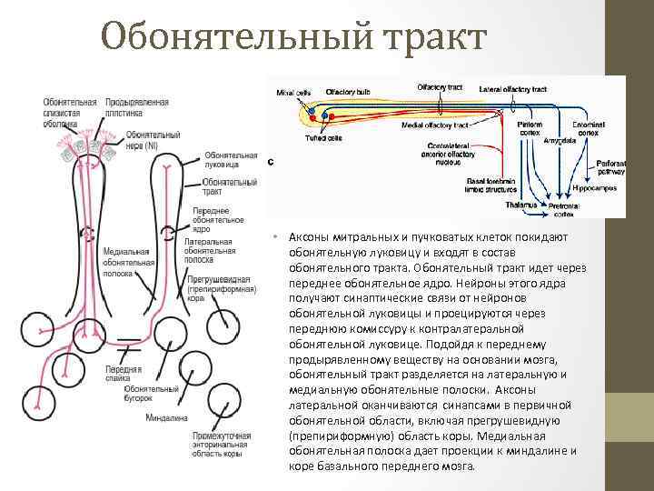 Обонятельный тракт • Аксоны митральных и пучковатых клеток покидают обонятельную луковицу и входят в