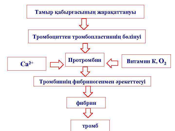 Тамыр қабырғасының жарақаттануы Тромбоциттен тромбопластиннің бөлінуі Са 2+ Протромбин Витамин К, О 2 Тромбиннің