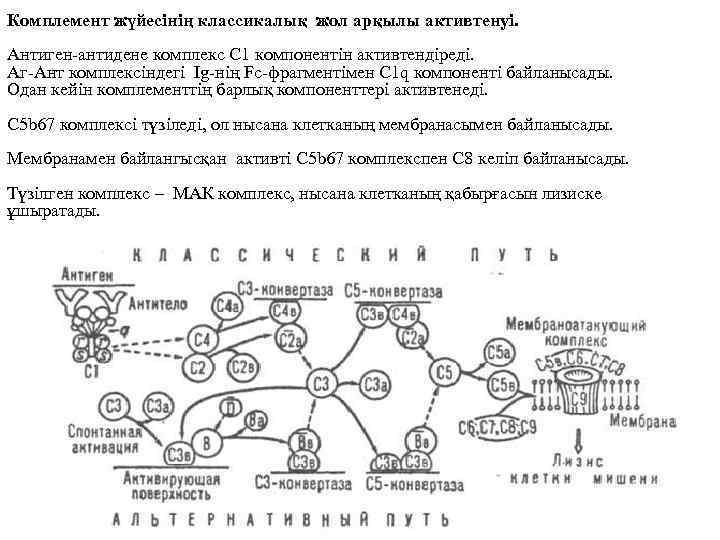 Комплемент жүйесінің классикалық жол арқылы активтенуі. Антиген-антидене комплекс С 1 компонентін активтендіреді. Аг-Ант комплексіндегі