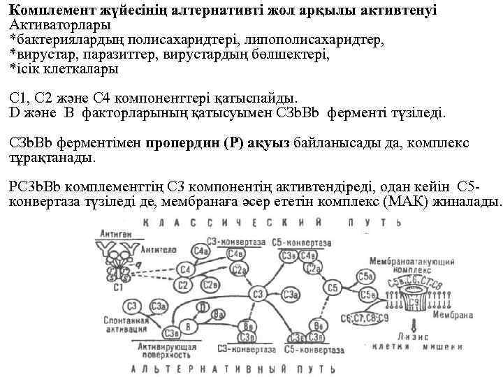 Комплемент жүйесінің алтернативті жол арқылы активтенуі Активаторлары *бактериялардың полисахаридтері, липополисахаридтер, *вирустар, паразиттер, вирустардың бөлшектері,