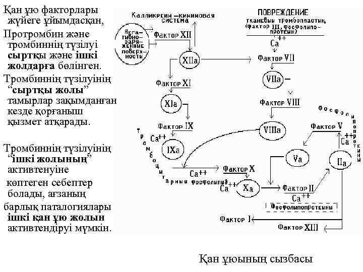 Қан ұю факторлары жүйеге ұйымдасқан, Протромбин және тромбиннің түзілуі сыртқы және ішкі жолдарға бөлінген.