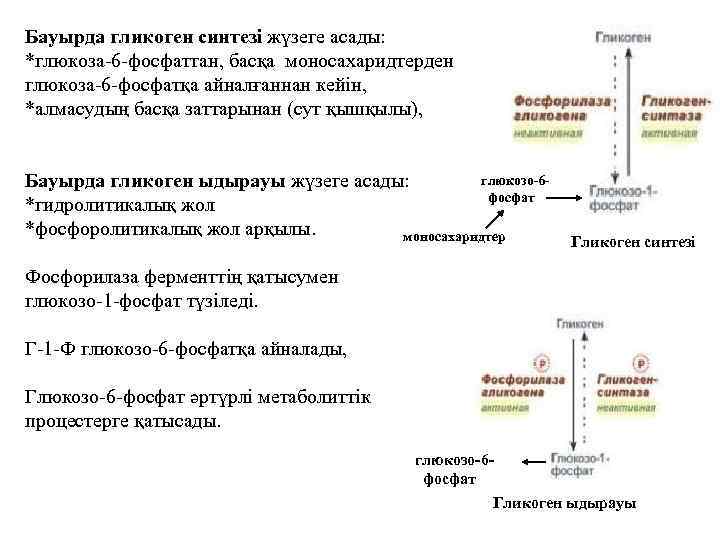 Бауырда гликоген синтезі жүзеге асады: *глюкоза-6 -фосфаттан, басқа моносахаридтерден глюкоза-6 -фосфатқа айналғаннан кейін, *алмасудың