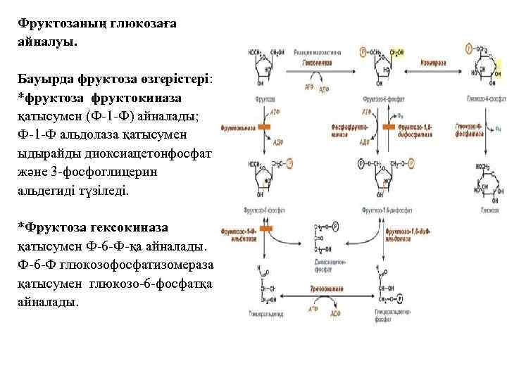 Фруктозаның глюкозаға айналуы. Бауырда фруктоза өзгерістері: *фруктоза фруктокиназа қатысумен (Ф-1 -Ф) айналады; Ф-1 -Ф