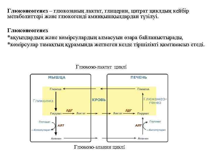 Источники лактата