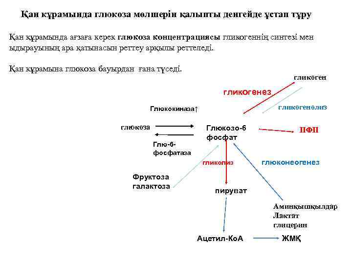 Қан кұрамында глюкоза мөлшерін қалыпты денгейде ұстап тұру Қан құрамында ағзаға керек глюкоза концентрациясы