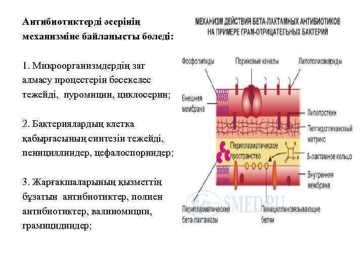 Антибиотиктерді әсерінің механизміне байланысты боледі: 1. Микроорганизмдердің зат алмасу процестерін бәсекелес тежейді, пуромицин, циклосерин;