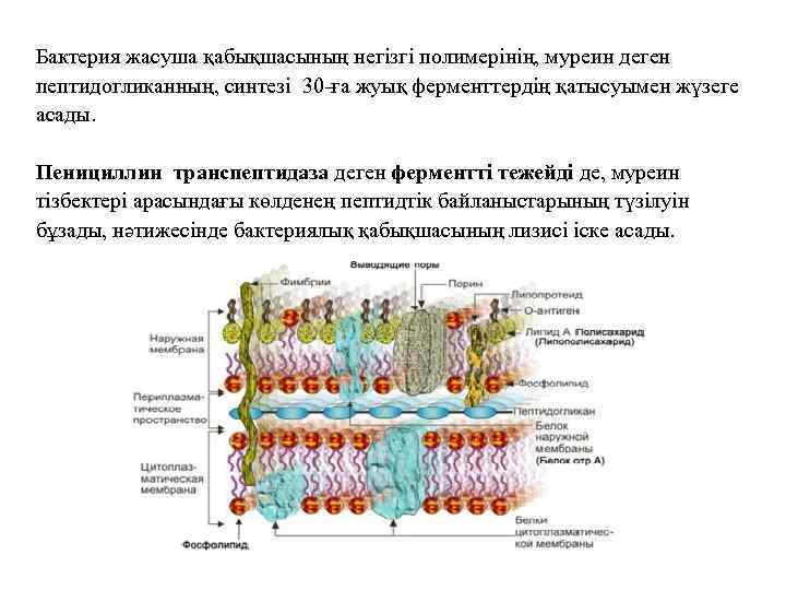 Бактерия жасуша қабықшасының негізгі полимерінің, муреин деген пептидогликанның, синтезі 30 -ға жуық ферменттердің қатысуымен