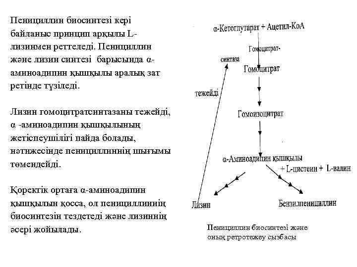 Пенициллин биосинтезі кері байланыс принцип арқылы Lлизинмен реттеледі. Пенициллин және лизин синтезі барысында αаминоадипин