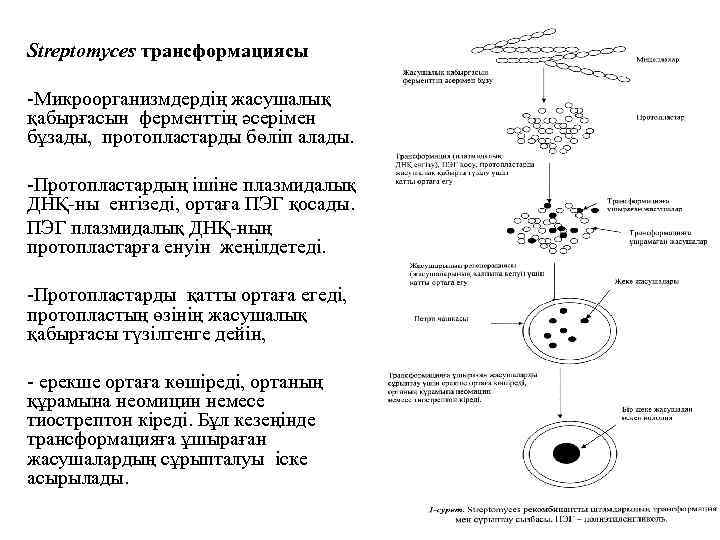 Streptomyces трансформациясы -Микроорганизмдердің жасушалық қабырғасын ферменттің әсерімен бұзады, протопластарды бөліп алады. -Протопластардың ішіне плазмидалық