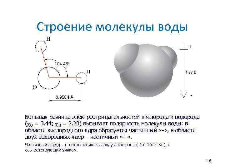 Строение молекулы воды Большая разница электроотрицательностей кислорода и водорода (c. O = 3. 44;