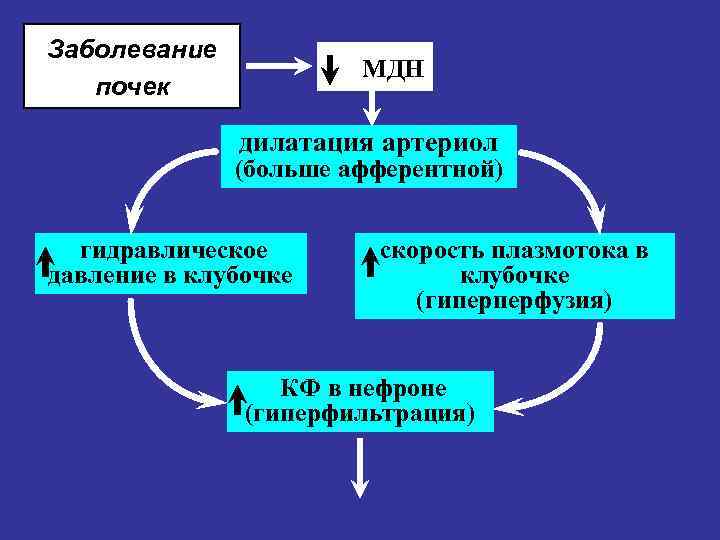 Заболевание почек МДН дилатация артериол (больше афферентной) гидравлическое давление в клубочке скорость плазмотока в