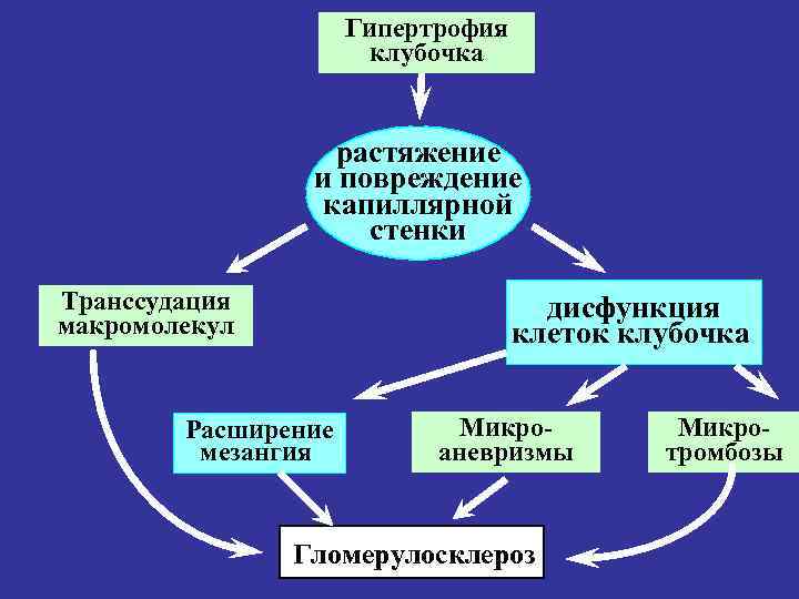 Гипертрофия клубочка растяжение и повреждение капиллярной стенки Транссудация макромолекул дисфункция клеток клубочка Расширение мезангия