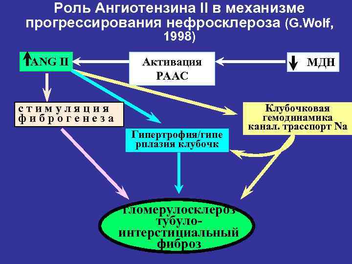 Роль Ангиотензина II в механизме прогрессирования нефросклероза (G. Wolf, 1998) ANG II Активация РААС