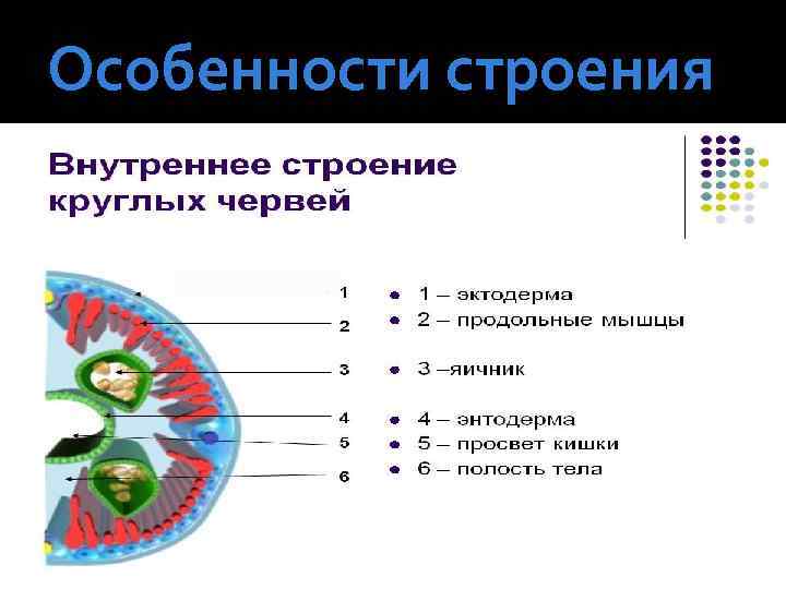 Особенности строения 