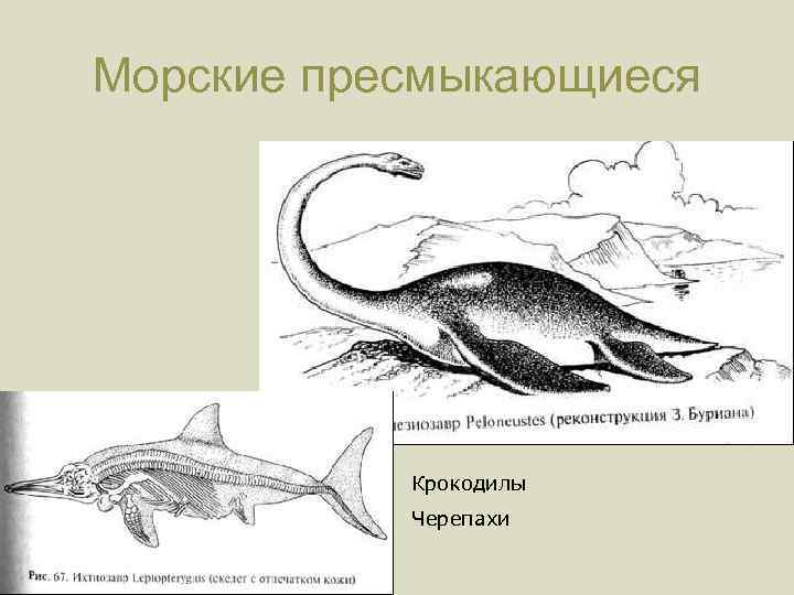 Морские пресмыкающиеся Крокодилы Черепахи 