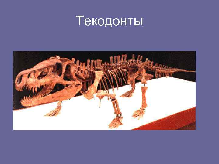 Текодонты 