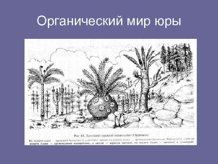 Органический мир юры 