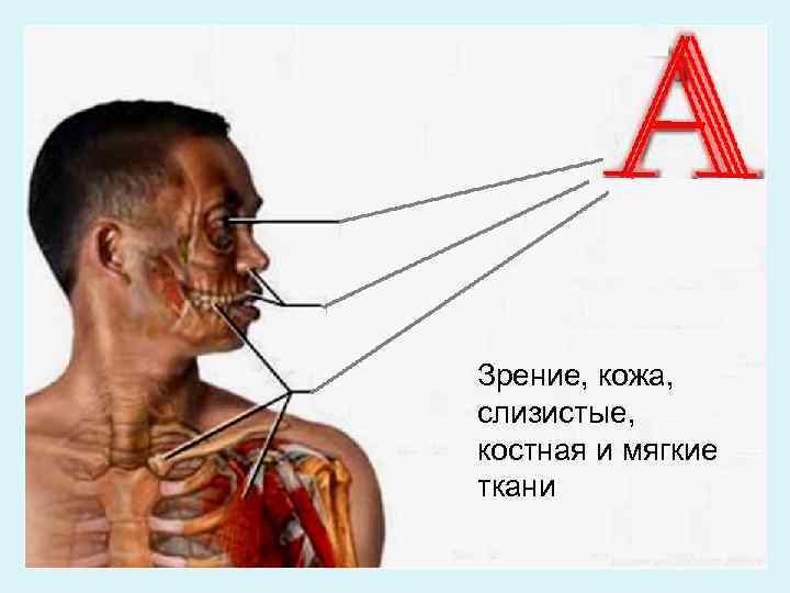 Зрение, кожа, слизистые, костная и мягкие ткани 