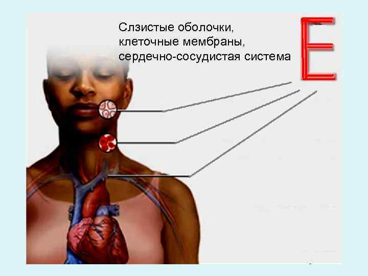 Слзистые оболочки, клеточные мембраны, сердечно-сосудистая система 