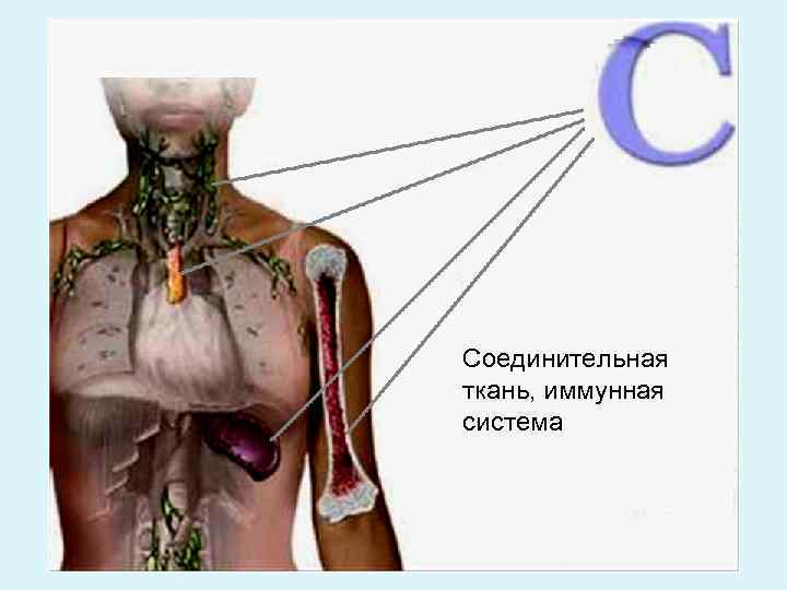 Соединительная ткань, иммунная система 