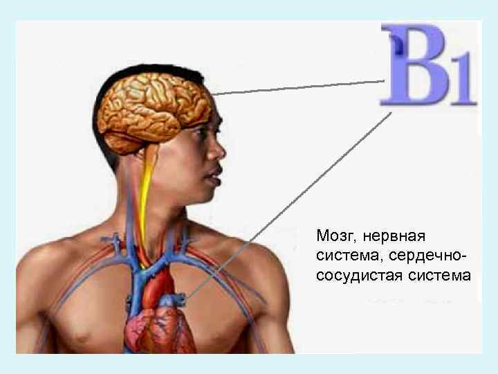 Мозг, нервная система, сердечнососудистая система 