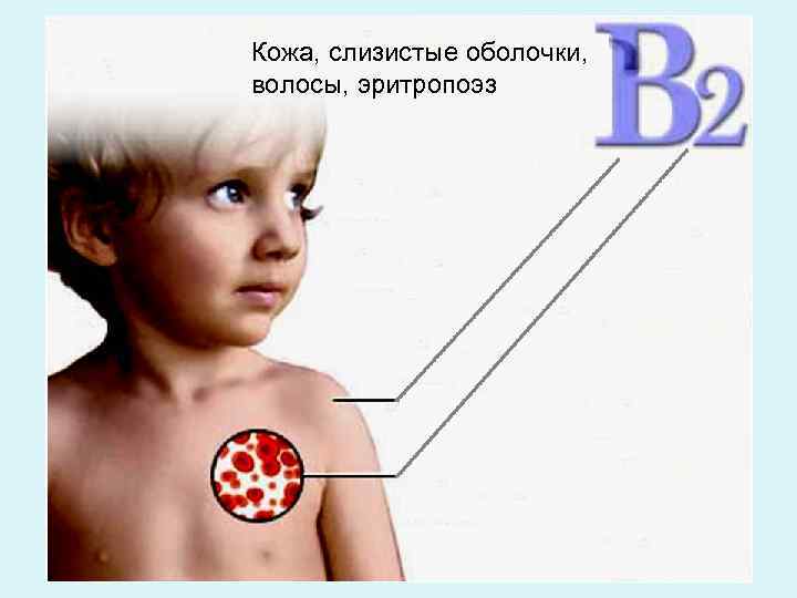 Кожа, слизистые оболочки, волосы, эритропоэз 