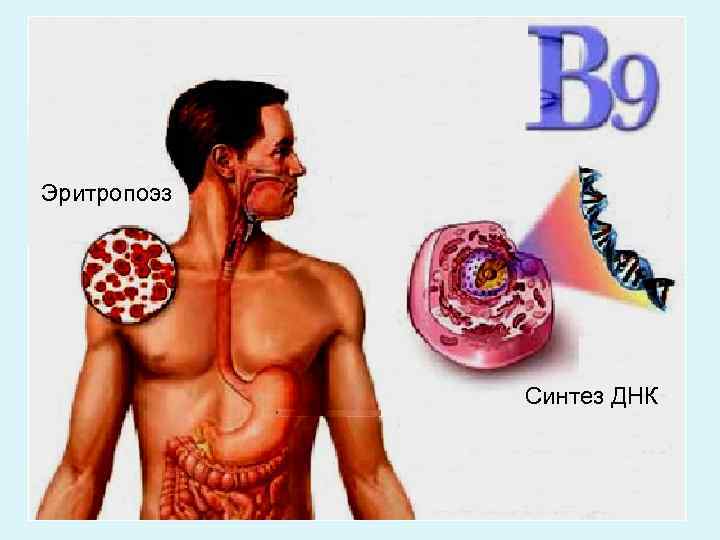 Эритропоэз Синтез ДНК 