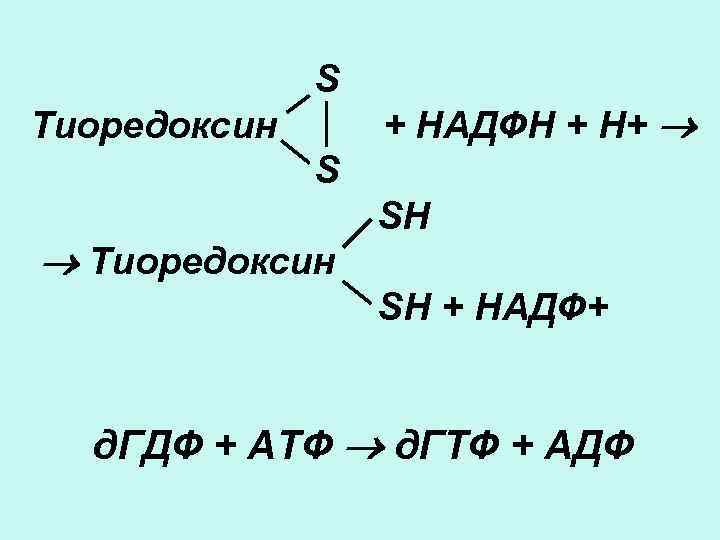 S Тиоредоксин + НАДФН + Н+ S Тиоредоксин SH SH + НАДФ+ д. ГДФ