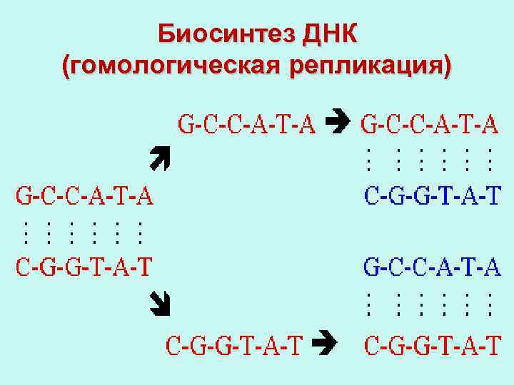 Биосинтез ДНК (гомологическая репликация) 
