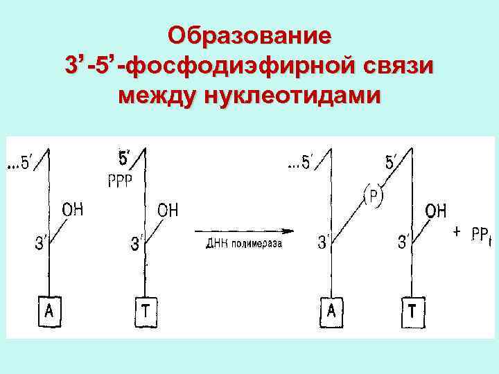 Фосфодиэфирная связь между нуклеотидами