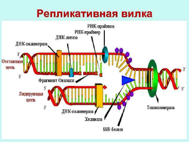 Репликативная вилка схема