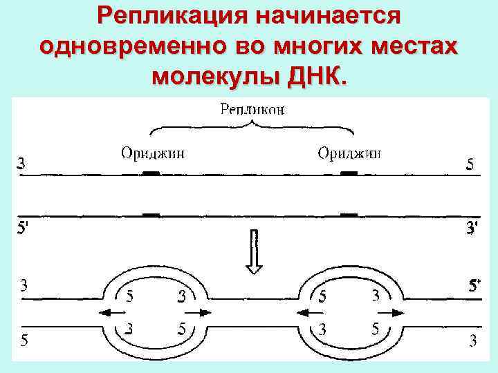 Репликация начинается одновременно во многих местах молекулы ДНК. 