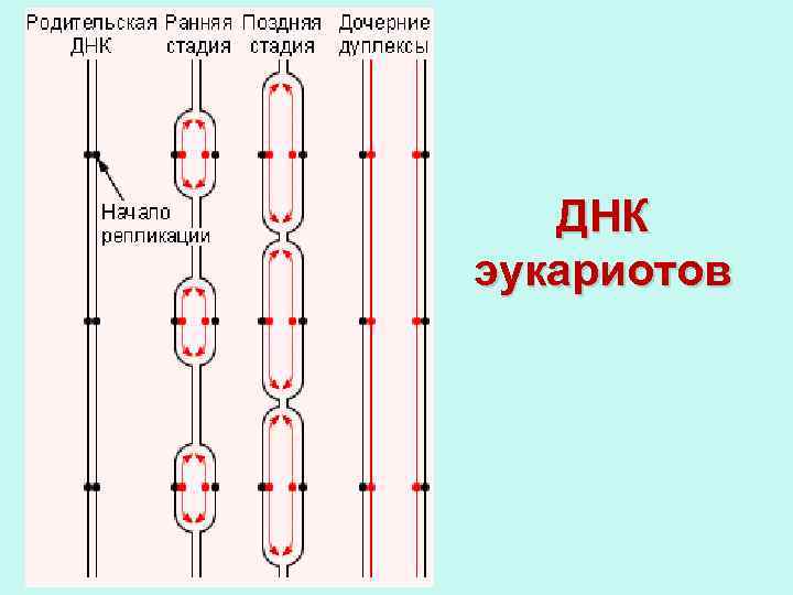 ДНК эукариотов 