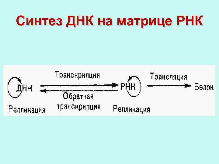 Процесс синтеза днк