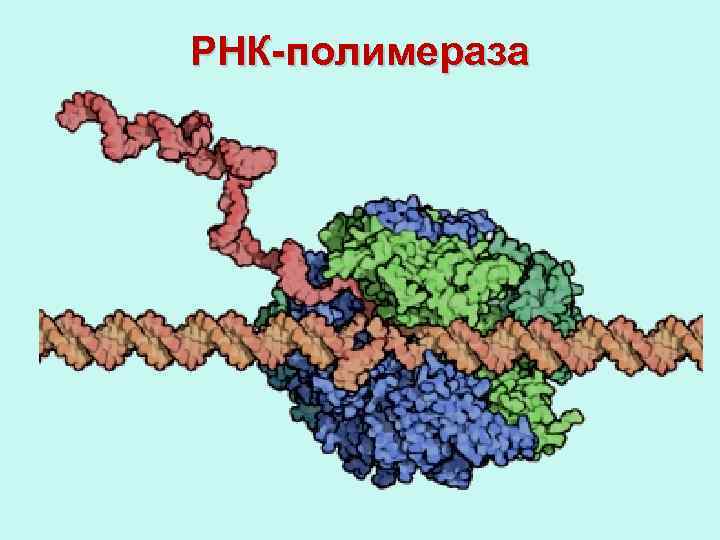 РНК-полимераза 