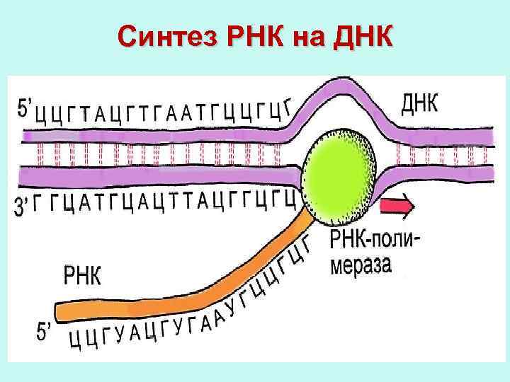 Направление синтеза ирнк. Синтез ДНК И РНК. Синтез молекул МРНК. Схема синтеза РНК. Синтез информационной РНК схема.