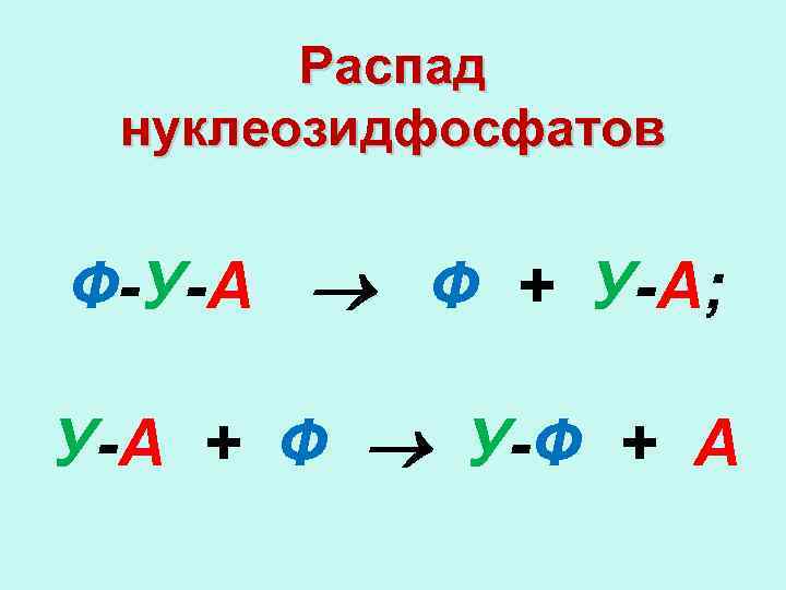 Распад нуклеозидфосфатов Ф-У-А Ф + У-А; У-А + Ф У-Ф + А 