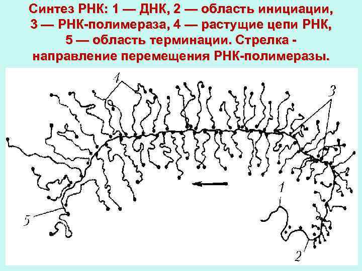 Синтез РНК: 1 — ДНК, 2 — область инициации, 3 — РНК-полимераза, 4 —