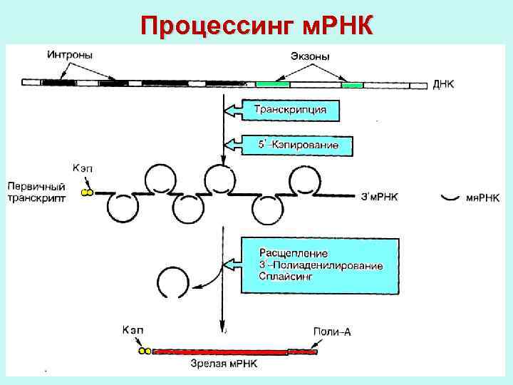 Процессинг у эукариот