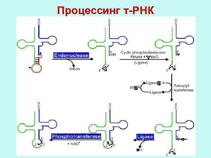 Т рнк синтезируется. Схема процессинга РНК. Процессинг ТРНК. Процессинг предшественника транспортной РНК. Процессинг биохимия.