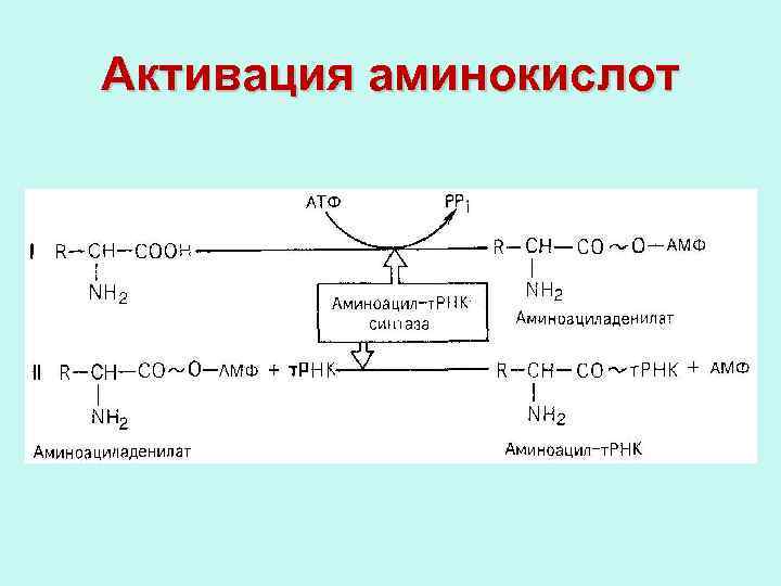 Активация аминокислот