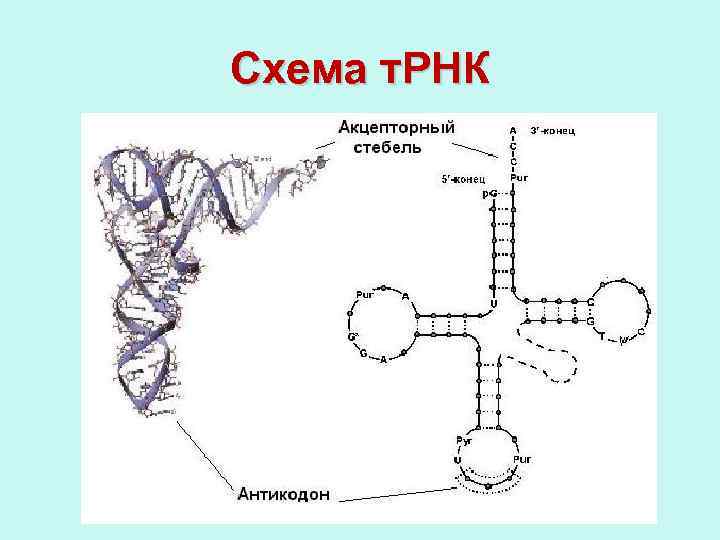 Схема т рнк