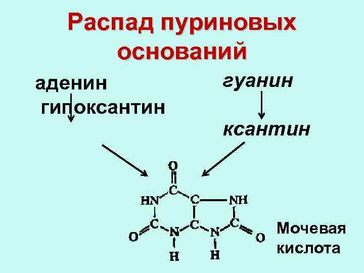 Мочевая кислота является конечным продуктом обмена. Распад пуриновых оснований. Распад пуриновых и пиримидиновых оснований. Распад пуриновых нуклеотидов цикл. Синтез аденина.