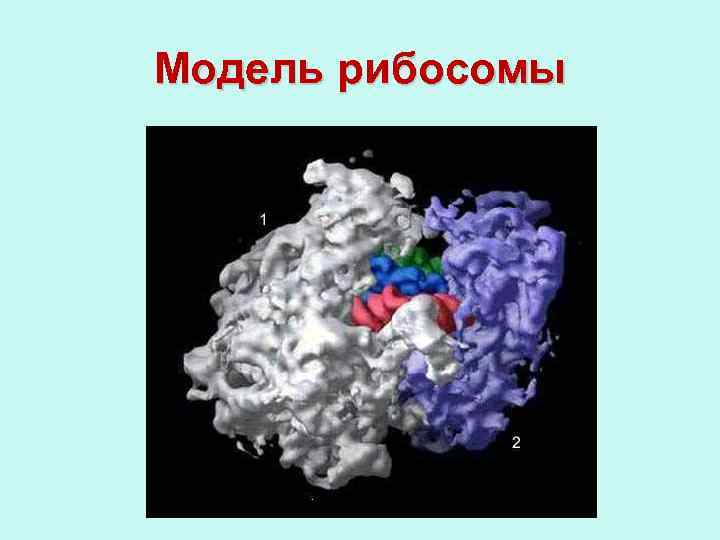 Модель рибосомы 