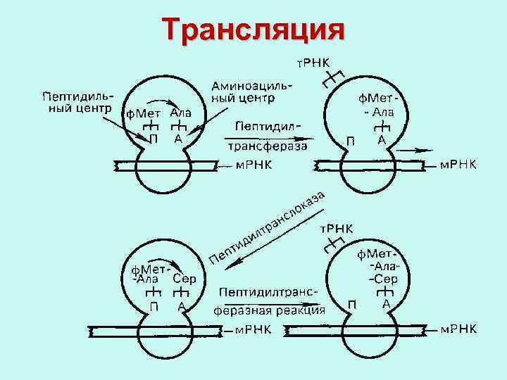 Трансляция 