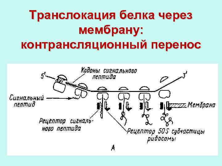 Синтез белка механизмы